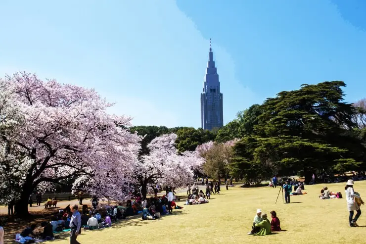 [봄 한정] 도쿄 벚꽃 명소 감성 투어 상세 안내 2